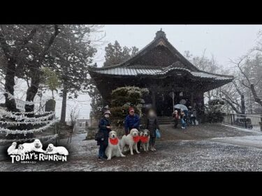 雪の中みんなで初詣へ行ったアランとベルとリリーです　Great Pyrenees　グレートピレニーズ