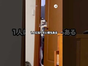 一人にさせないハスキー🐕｜PECO
