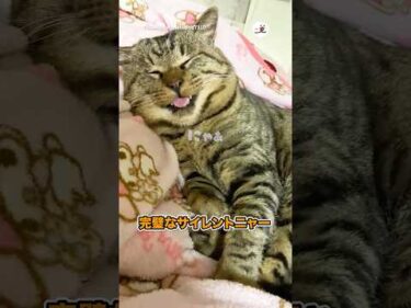 聞こえない「にゃー」｜PECO