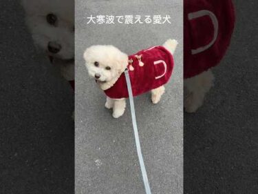 大寒波が寒すぎて震える愛犬  #トイプードル #犬のいる生活 #dog