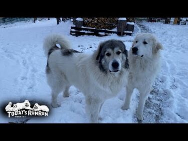 寒いのは大得意！雪を楽しむアランとベルとリリーです　Great Pyrenees　グレートピレニーズ