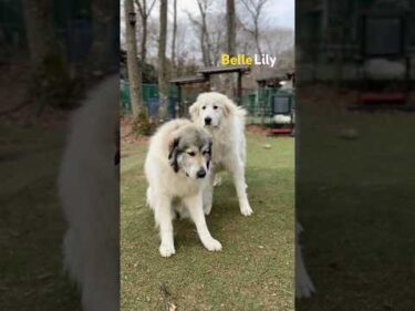 Belle Lily #greatpyrenees #todaysrunrun #グレートピレニーズ #今日のルンルン