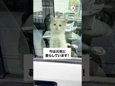 仕事現場で子猫と出会った…｜PECO