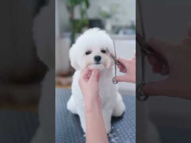 カット中にどんどん眠くなっちゃう子犬🤍