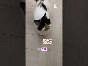 お返事可愛いキャット｜PECO