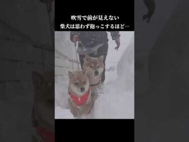 吹雪が凄すぎて柴犬は思わず抱っこをせがみ… #shibainu #吹雪 #青森