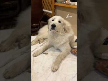 Lily リリー #greatpyrenees #todaysrunrun #グレートピレニーズ #今日のルンルン
