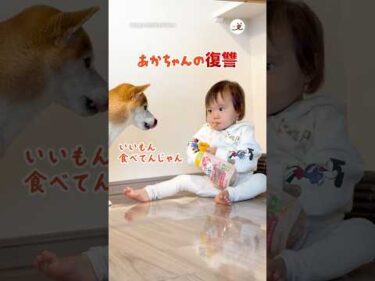 赤ちゃんの復讐｜PECO