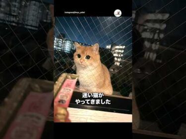 迷い猫がやってきた！｜PECO