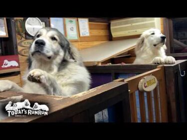 犬舎から出たいけどお父さんがいるので戻ってしまうアランとベルとリリーです　Great Pyrenees　グレートピレニーズ