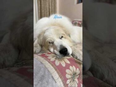 Alain アラン #greatpyrenees #todaysrunrun #グレートピレニーズ #今日のルンルン