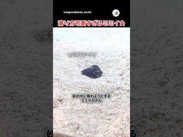 砂を集めるミミイカさん｜PECO