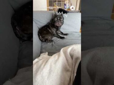 るるさん、心当たりアリ｜PECO