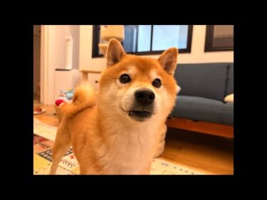 子猫くまきちなど最近のことについて