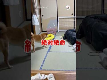 紐を引っ張れ！｜PECO