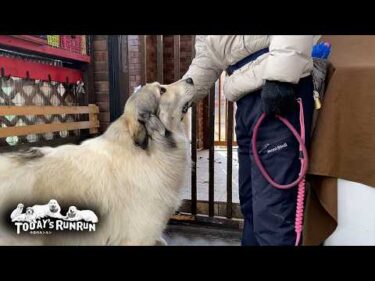 お父さんの言いつけを守り順番に散歩へ行くアランとベルとリリーです　Great Pyrenees　グレートピレニーズ