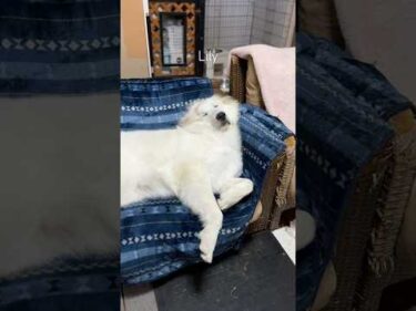 Lily リリー #greatpyrenees #todaysrunrun #グレートピレニーズ #今日のルンルン