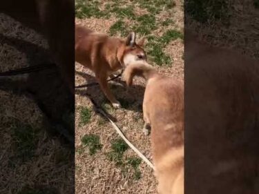 頑張れ軟弱星人