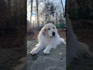 Alain アラン #greatpyrenees #todaysrunrun #グレートピレニーズ #今日のルンルン