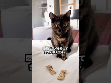 高熱でダウン中の主さん🥵アメを持ってきてと頼んだら…｜PECO