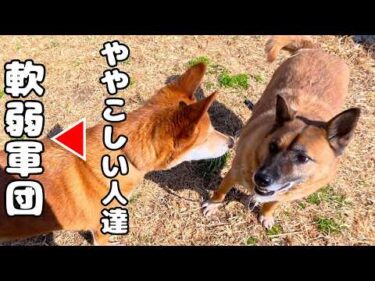 【軟弱軍団結成計画】梅干くんとハッチくんを合わせて見ました