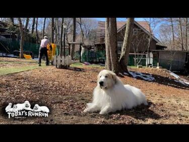 ちょうど適温！冬の日向ぼっこを楽しむアランとベルとリリーです　Great Pyrenees　グレートピレニーズ