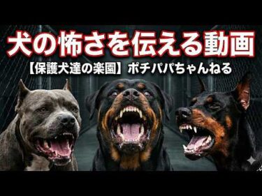 パワーブリード・狩猟犬・牧羊犬の恐怖‼️