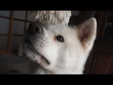 【秋田犬ゆうき】引っ張り合いや甘噛みをしたりで盛り上がった後は疲れて二人でまったりする【akita dog】