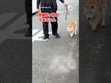 嬉しそうに散歩するシニアわんこ｜PECO