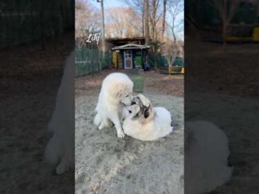 Lily リリー #greatpyrenees #todaysrunrun #グレートピレニーズ #今日のルンルン