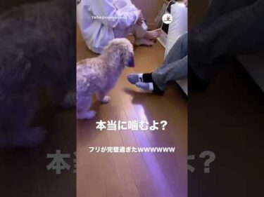 ふりを分かってるワンコ｜PECO