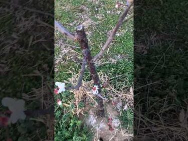 鎮火しました　ご心配おかけしました