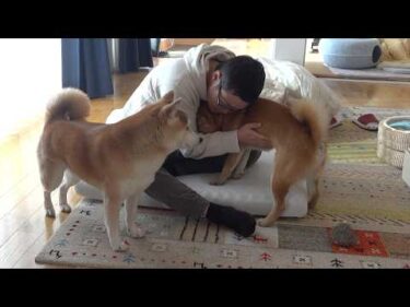 お泊まり会中にパパが…そんな時柴犬は優しく寄り添いました
