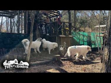 大興奮でどんぐり病院さんへ出発したアランとベルとリリーです　Great Pyrenees　グレートピレニーズ