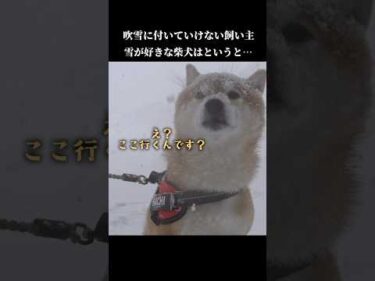 雪が大好きな柴犬は吹雪を目の前に… #shibainu #犬のいる生活 #青森