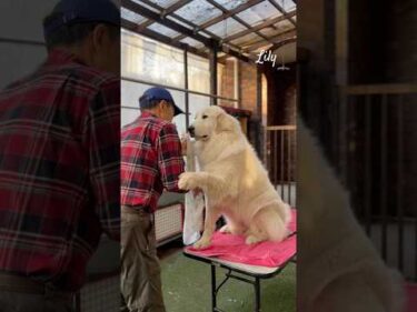 Lily リリー #greatpyrenees #todaysrunrun #グレートピレニーズ #今日のルンルン