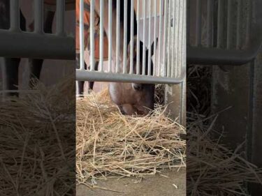 アサマノイタズラの朝ごはんタイム #競馬 #誘導馬 #中山競馬場 #horse