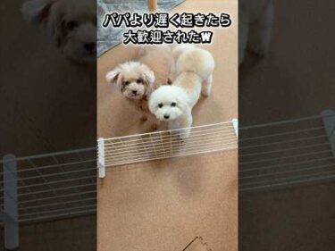 朝パパより遅く起きたら愛犬に大歓迎された♪(Morning Love from my Dog)  #トイプードル #犬のいる生活 #dog