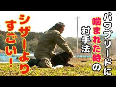 【ロットワイラー】権蔵とブラシをしながら間違ったコメントを訂正します