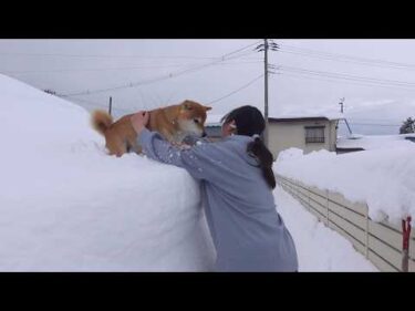 記録的大雪、雪山から降りられなくなった柴犬がママを呼びました