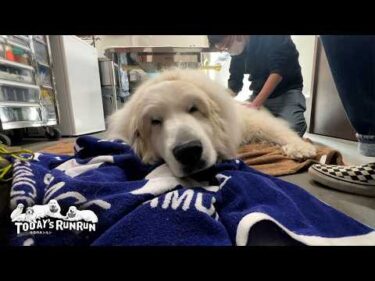 どんぐり病院さんで全身の疲れをほぐしてもらったアランです　Great Pyrenees　グレートピレニーズ