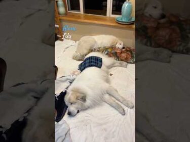 Alain Lily #greatpyrenees #todaysrunrun #グレートピレニーズ #今日のルンルン
