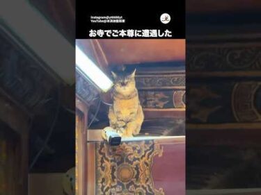 何か良いことあるかもしれない｜PECO