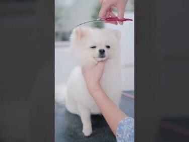 ポメラニアンの子犬ってどうしてこんなに可愛いの！