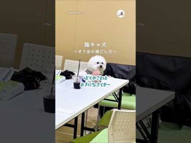 陰キャ犬のオフ会の過ごし方｜PECO