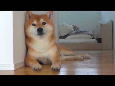 柴犬はママの異変に気づきました。