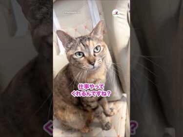 イス争奪戦🔥｜PECO