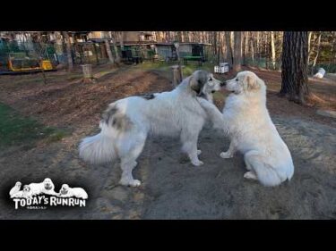 厳し目に上下関係を教えるベルと気にする様子のないリリーです　Great Pyrenees　グレートピレニーズ