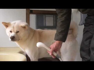 【秋田犬ゆうき】まだ寒いのでシャンプーはしないで大事な部分だけ洗ってお散歩で乾かします【akita dog】