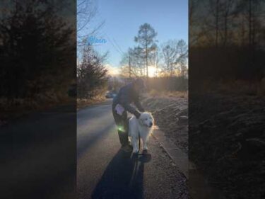 Alain アラン #greatpyrenees #todaysrunrun #グレートピレニーズ #今日のルンルン